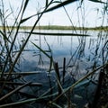 deep dark forest lake with reflections of trees and green foliage Royalty Free Stock Photo