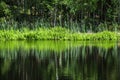 deep dark forest lake with reflections of trees and green foliage Royalty Free Stock Photo