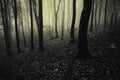 Deep dark forest with mysterious fog Royalty Free Stock Photo