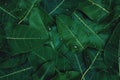 Deep dark green leaves with water dew drops background wallpaper for a natural texture pattern. Royalty Free Stock Photo