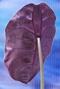 Deep dark red color of the back leaf of Alocasia Cuprea