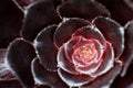 Aeonium schwarzkopf Flower