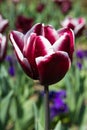 Deep dark red tulip