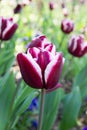 Deep dark red and white tulip