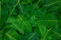 Deep and dark saturated green leaves background wallpaper with water droplets.