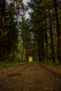 Deep dark spruce forest way