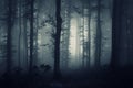 Deep dark woods with creepy fog
