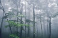 Deep dark woods with creepy fog Royalty Free Stock Photo