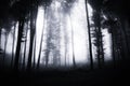 Deep dark woods on Halloween Royalty Free Stock Photo