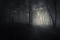 Deep dark woods on Halloween night Royalty Free Stock Photo