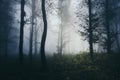 Deep dark woods with thick fog Royalty Free Stock Photo