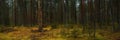 deep dense autumn forest with a dead tree in a clearing. widescreen panoramic side view