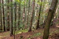 Deep dense forest trees. Royalty Free Stock Photo