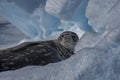 Weddell seal resting on blue iceberg, Antarctica