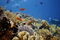 Deep Coral-Reef with fishes around Royalty Free Stock Photo