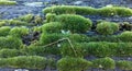 Moss close up photo, growing on an old railway sleeper