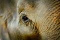 Deep eyes of the Asian elephant