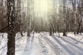 Deep footpath made of snow in a birch forest in winter. A bright winter sunny day in a birch grove Royalty Free Stock Photo