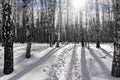 Deep footpath made of snow in a birch forest in winter. A bright winter sunny day in a birch grove Royalty Free Stock Photo