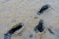 3 deep footprints in the mud of a river in empty tide.