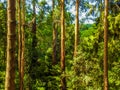 Deep forest in Alfred Nicholas gardens 1