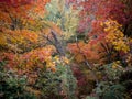 Deep Forest of Brightly Colored Fall Foliage