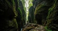 Deep Forest Canyon with Moss- Covered Rocks and a Rocky Path Beside a Stream gorge ravine Royalty Free Stock Photo