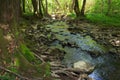 Deep forest in dappled light. stones and roots on the shore. green nature scenery in spring