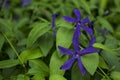 Deep forest and flowers in nature