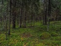 In the deep forest. The mystical rainforest. Forest landscape with boulders covered with moss.