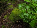 In the deep forest. The mystical rainforest. Forest landscape with boulders covered with moss.