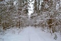 Deep forest in the frost. Russian winter landscape with road. Snow covered trees Royalty Free Stock Photo