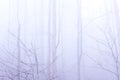 Deep Forest with Heavy Fog and Mist with a Misterious Feel