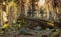 A deep forest landscape with fallen fir trees and a large stone covered with moss in Ukrainian Carpathian Royalty Free Stock Photo