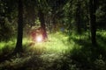 Deep forest with lush green plants enlightened by mysterious light and flares Royalty Free Stock Photo