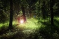 Deep forest with lush green plants enlightened by mysterious light and flares