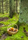 Deep forest and mushrooms basket Royalty Free Stock Photo