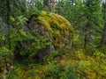 In the deep forest. The mystical rainforest. Forest landscape with boulders covered with moss.