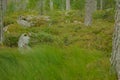 In the deep forest. The mystical rainforest. Forest landscape with boulders covered with moss