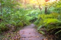 Deep forest pathway with the sunshine at Inthanon International Royalty Free Stock Photo