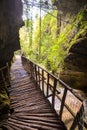 Deep forest pathway wooden footbridge