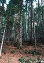 Deep forest on the Pyrinees