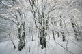 Deep forest of regional park of Monte Cucco covered by snow in winter season, Umbria Royalty Free Stock Photo