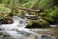 Deep forest river landscape Royalty Free Stock Photo