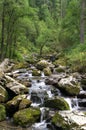 Deep forest river landscape Royalty Free Stock Photo
