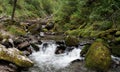 Deep forest river landscape Royalty Free Stock Photo