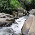 Deep forest river rapids