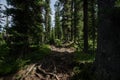 Deep forest in Siberia Royalty Free Stock Photo