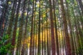Deep forest with soft sun rays Royalty Free Stock Photo