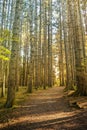 Deep forest with soft sun rays Royalty Free Stock Photo